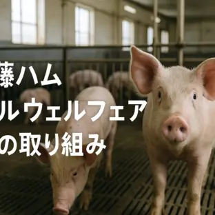 伊藤ハム アニマルウェルフェア：日本の食肉業界を変える大きな一歩