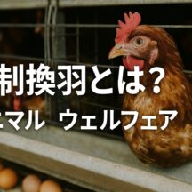 強制換羽とアニマルウェルフェア：鶏たちの現実と私たちの選択