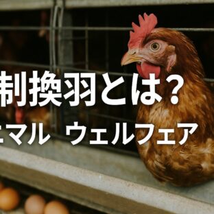 強制換羽とアニマルウェルフェア：鶏たちの現実と私たちの選択