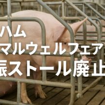 日本ハムのアニマルウェルフェア：妊娠ストール廃止が示す食の未来