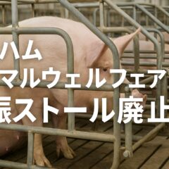 日本ハムのアニマルウェルフェア：妊娠ストール廃止が示す食の未来