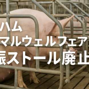 日本ハムのアニマルウェルフェア：妊娠ストール廃止が示す食の未来