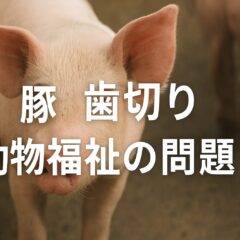 豚の歯切りと動物福祉の問題：無麻酔処置が引き起こす課題と日本の現状