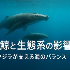 捕鯨が生態系に与える影響とは？クジラと海洋環境の深い関係