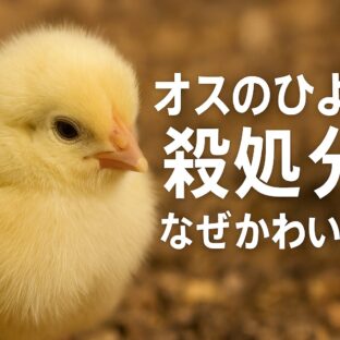 オスのひよこはなぜ殺処分される?かわいそうな現実と未来への希望