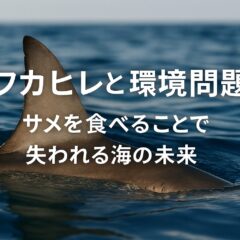 フカヒレ消費がもたらす環境問題と未来への責任