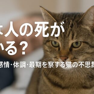 猫は人の死がわかる？愛猫の不思議な能力と飼い主として考えるべきこと