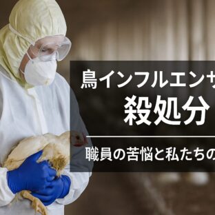 鳥インフルエンザの殺処分：現場の真実と私たちにできること