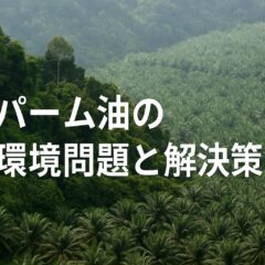 パーム油の環境問題と私たちにできる解決策