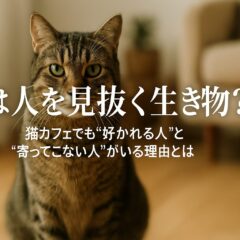 猫は人を見抜く力がある！性格を見分ける驚きの能力と好かれる方法