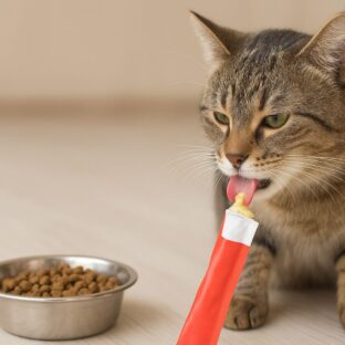 猫がご飯を食べないけどちゅーるは食べる理由と対処法【獣医師監修】