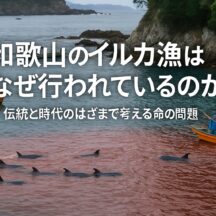 和歌山のイルカ漁はなぜ続くのか？伝統と現代社会の狭間で考える