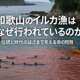 和歌山のイルカ漁はなぜ続くのか？伝統と現代社会の狭間で考える