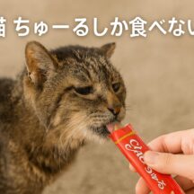高齢猫がちゅーるしか食べない時の対処法｜原因と適切なケアを獣医師監修で解説
