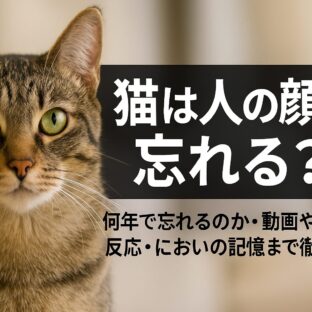 猫は人の顔を忘れる？飼い主との記憶はいつまで続くのか
