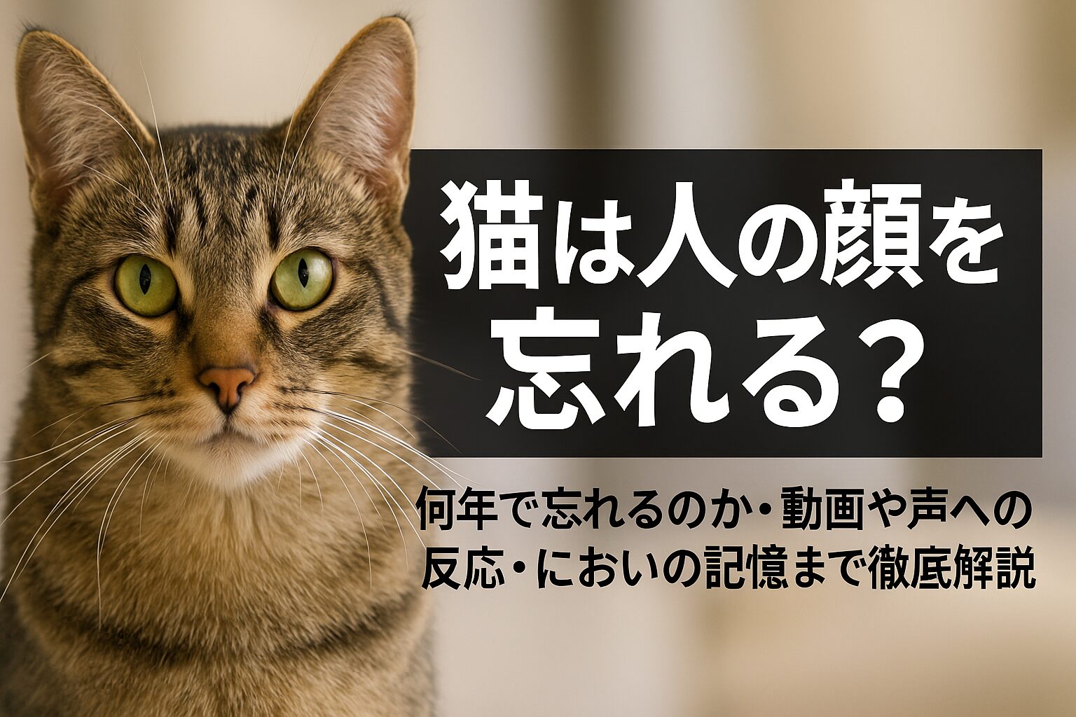 猫　人の顔忘れる