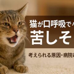 猫が口を開けてハッハッと苦しそうに口呼吸している時の原因と対処法