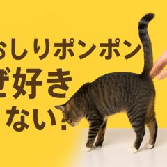 猫のおしりポンポンはなぜ好き?よくない?13匹の猫と暮らして分かった真実
