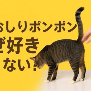 猫のおしりポンポンはなぜ好き?よくない?13匹の猫と暮らして分かった真実