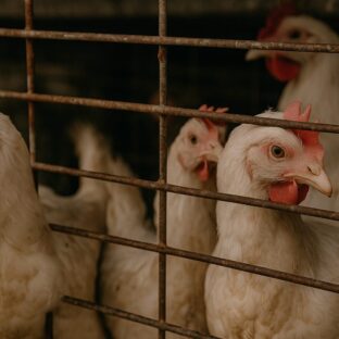 鳥インフルエンザの殺処分について考える〜かわいそう、もったいないという声の背景にあるもの