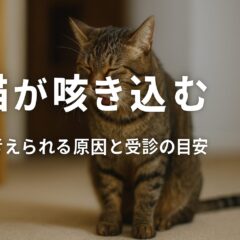 猫が咳き込むけど吐かない、元気な時は大丈夫？獣医師に聞いた原因と対処法