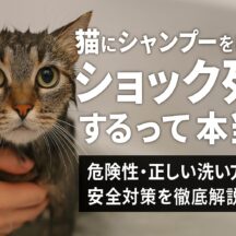 猫のシャンプーでショック死の危険性｜愛猫を守るための完全ガイド