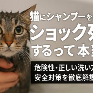猫のシャンプーでショック死の危険性｜愛猫を守るための完全ガイド