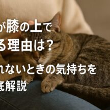 猫が膝の上で寝る理由と離れない心理を徹底解説｜愛猫との絆を深める完全ガイド