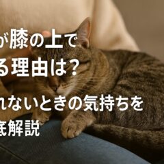 猫が膝の上で寝る理由と離れない心理を徹底解説｜愛猫との絆を深める完全ガイド