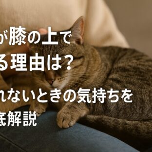 猫が膝の上で寝る理由と離れない心理を徹底解説｜愛猫との絆を深める完全ガイド