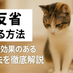 猫を反省させる方法とは？愛猫との上手な付き合い方を徹底解説