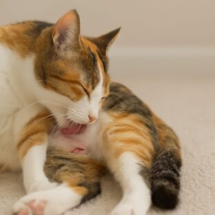 猫の毛づくろいしすぎは病気のサイン？原因と対策を実体験から解説