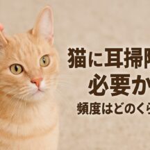 猫の耳掃除は必要？適切な頻度とやり方を獣医師監修で徹底解説