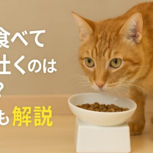 猫が食べてすぐ吐く原因と対策完全ガイド【食器の選び方も解説】