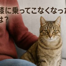 猫が膝に乗ってこなくなった！原因と愛猫との距離を取り戻す方法