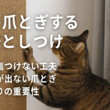 猫の爪とぎの意味としつけ方法完全ガイド|壁を守る対策とおすすめグッズ
