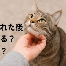 猫が怒られた後に甘える？鳴く？その理由と猫の気持ちを徹底解説