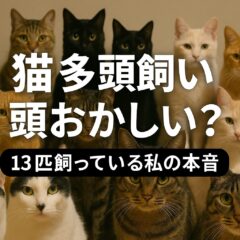 猫の多頭飼いは頭おかしい？13匹と暮らす私が語る多頭飼育崩壊の実態と予防策