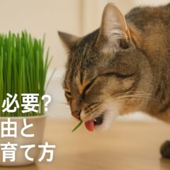 猫草は本当に必要？吐く理由と正しい育て方を徹底解説