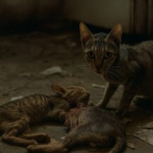 多頭飼育崩壊と共食いの実態 - 助けを求める声に応えるために