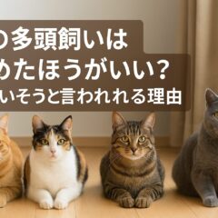猫の多頭飼いはやめたほうがいい?本当にかわいそうなのか徹底解説
