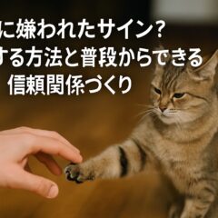 猫に嫌われた?サインを見逃さないで!仲直りの方法を徹底解説