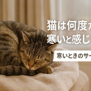 猫は何度から寒いと感じる？寒いときのサイン完全ガイド