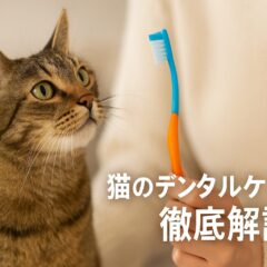 猫の歯磨き完全ガイド：頻度・必要性・やり方を徹底解説