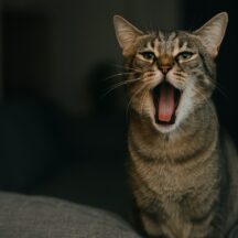 猫が発情期で叫ぶように鳴き、うるさくて寝れない夜の対処法