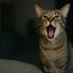 猫が発情期で叫ぶように鳴き、うるさくて寝れない夜の対処法