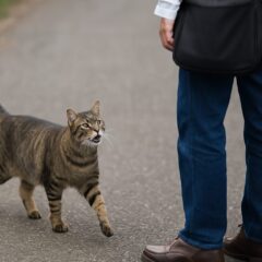 野良猫は人を覚える？散歩中の不思議な体験から分かった驚きの真実