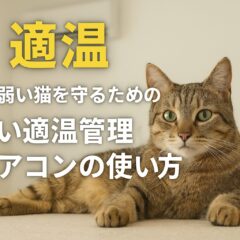 猫にとって快適な夏の適温とは？エアコン管理の完全ガイド