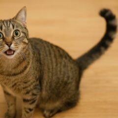 猫がしっぽをぶんぶん振る本当の意味｜嬉しいだけじゃない感情のサイン