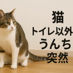 猫がトイレ以外でうんち!突然始まった粗相の原因と今すぐできる対策